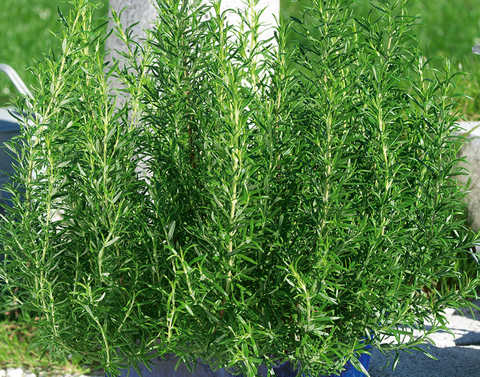 6602 Розмарин ROSMARINUS OFFICINALIS (ВЕСНА 2025)