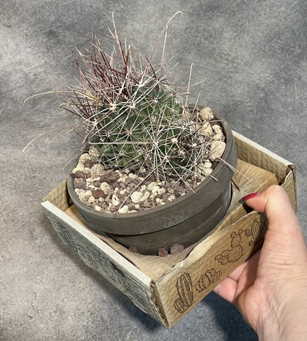 Ферокактус Хаматакантус в керамике d15