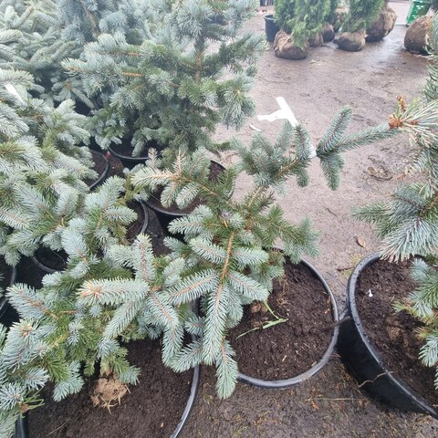 Ель колючая Хупси | Picea pungens Hoopsii 60-80 см в горшке