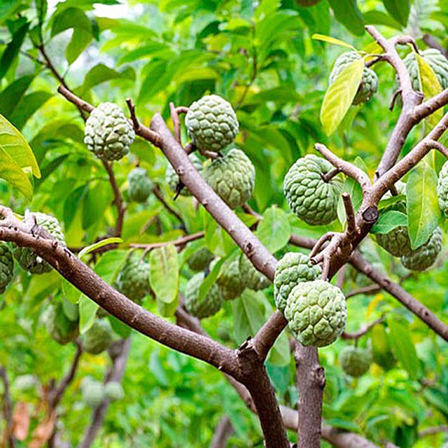 Семена Аннона чешуйчатая Annona squamosa