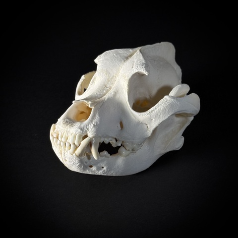 Череп собаки