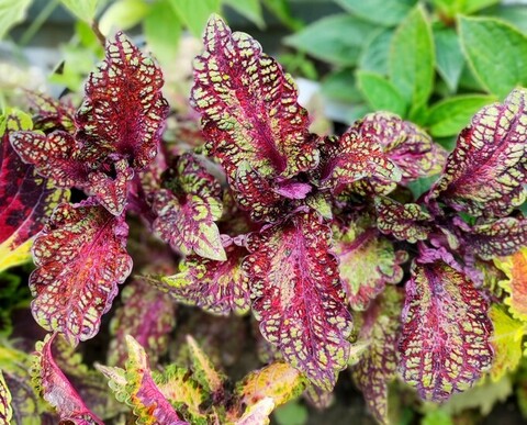 Fire of Heart's СМП колеус КСР