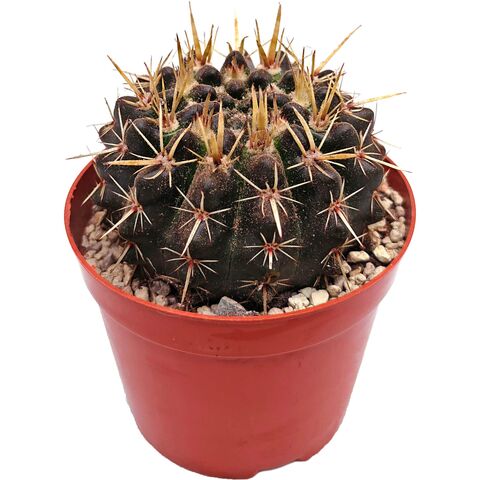 Gymnocalycium quehlianum компактный кактус в горшке