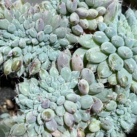 Эхеверия Сетоза Рунделли Кристата d7