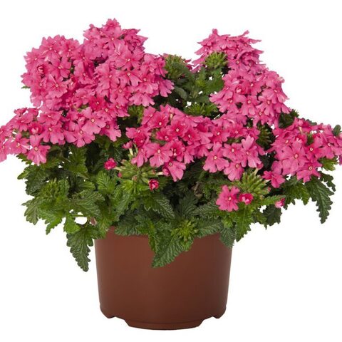 15110 Вербена LINDOLENA HOT PINK (ВЕСНА 2025)