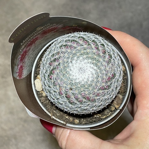 Маммиллярия Псевдопербелла d7