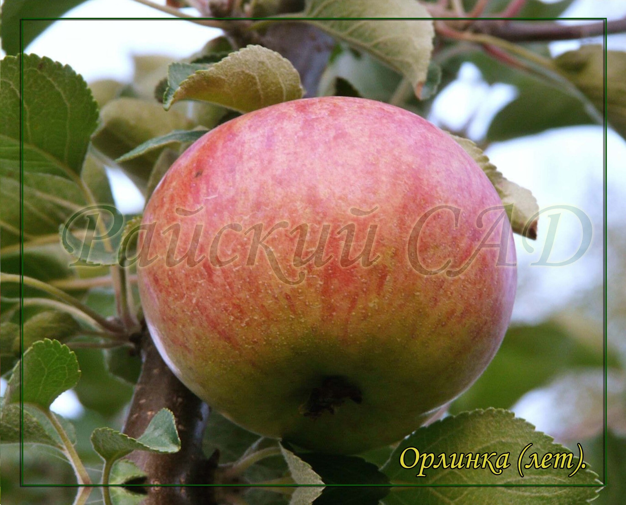 Ароматные сорта яблок. Яблоня Орлинка. Сорт яблок Орлинка. Яблоня Медуница. Яблоня сорт Орлинка.