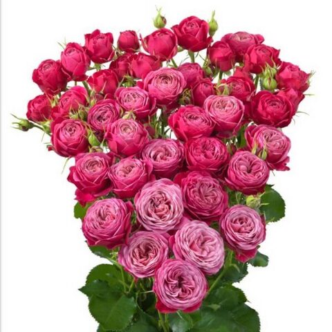 Пати Трендсеттер (Party Trendsetter)