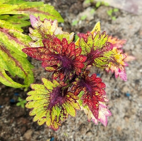 Glow Park ES колеус КСР