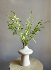 Хасмантиум травяной