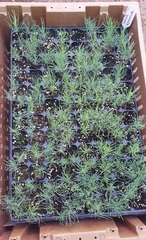 Teofrast сеянцы Сосна Крымская Pinus nigra subsp. pallasiana