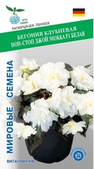 Семена Бегония Клубневая Нон-Стоп Джой Мокка F1 Белая