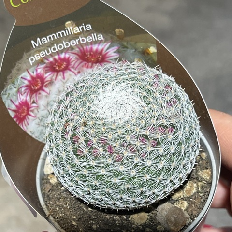 Маммиллярия Псевдопербелла d7