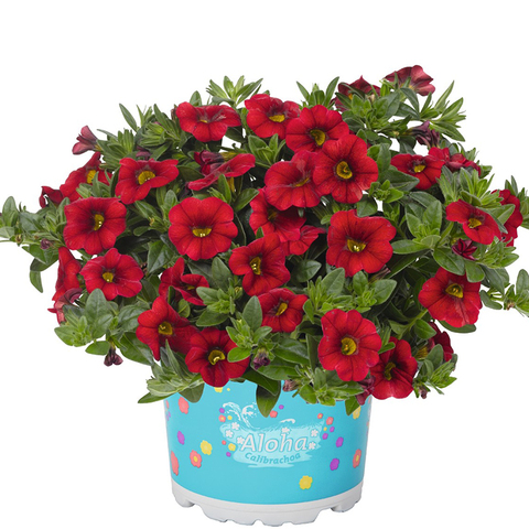 19150 Калибрахоа ALOHA KONA DARK RED (ВЕСНА 2025)