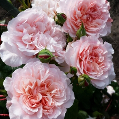 Роза плетистая Роз де Толбиак 