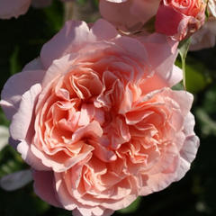 Роза плетистая Роз де Толбиак 
