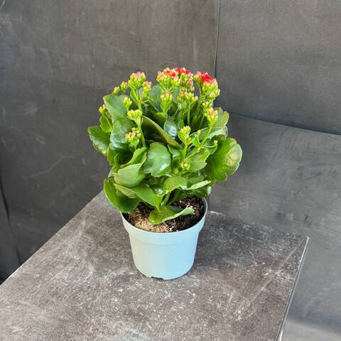 Каланхоэ Блоссфельда (Kalanchoe blossfeldiana) красное