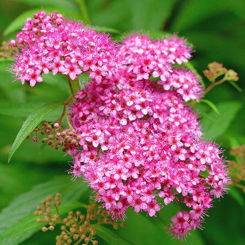 Спирея японская Mix