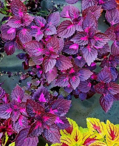 Chaina Rose перилла колеус КСР