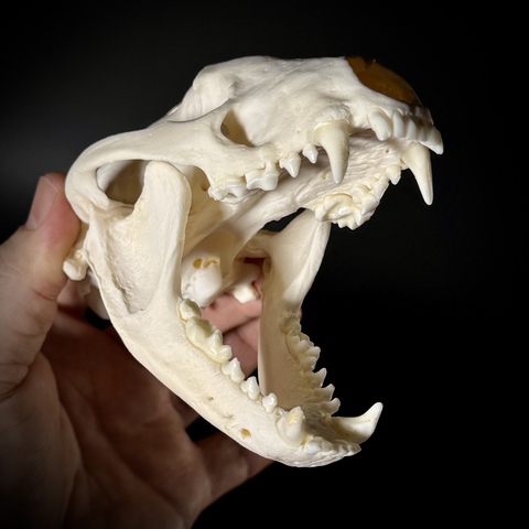 Череп барсука в подарочной коробке