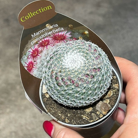 Маммиллярия Псевдопербелла d7