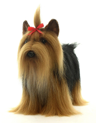 Hansa Мягкая игрушка 