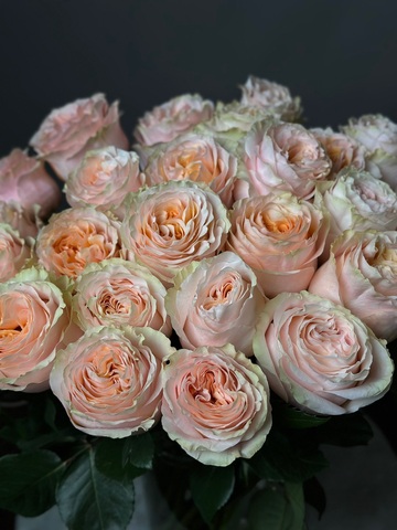 Розы поштучно «Princess crown» (Эквадор)