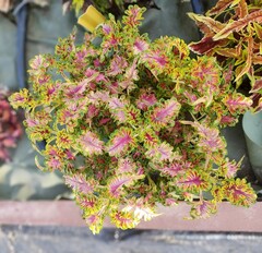 Blush Тай колеус КСР