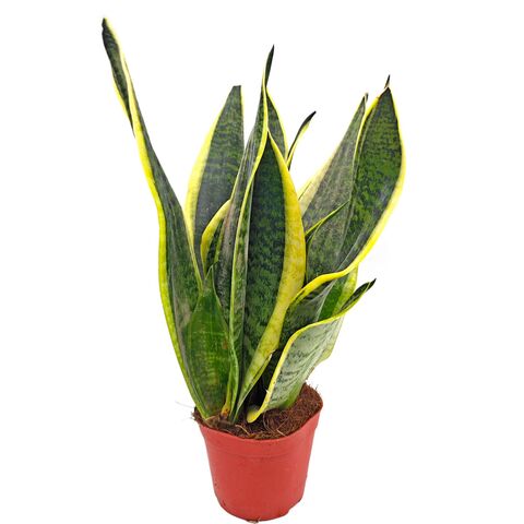 Сансевиерия Лауренти живое растение D9 H30