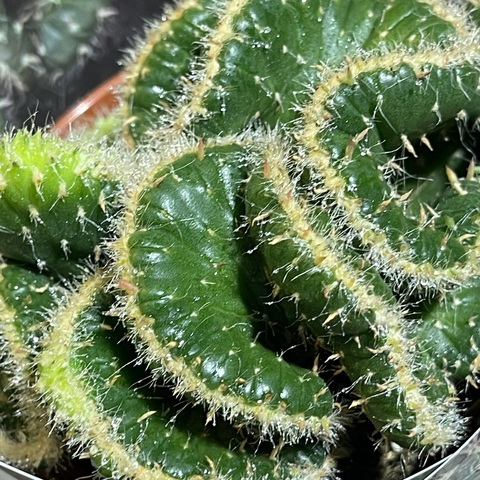 Опунция Цилиндрика Кристата d10