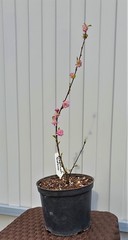 Teofrast Миндаль трехлопастной Prunus tribola