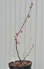 Teofrast Миндаль трехлопастной Prunus tribola