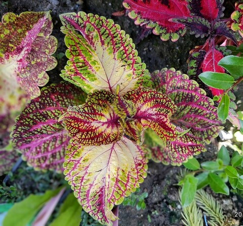 Авангард колеус