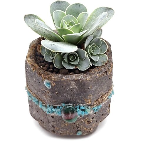 Суккулент Гриновия Диплоцикла в горшке