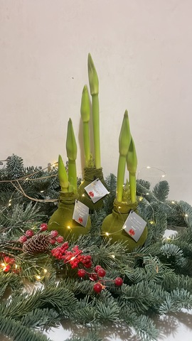 Гиппеаструм в воске зелёный бархат