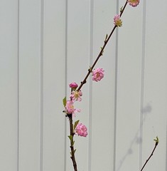 Teofrast Миндаль трехлопастной Prunus tribola