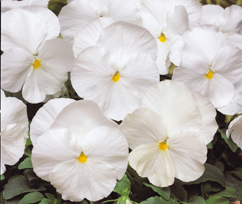S2519 Виола крупноцветковая Matrix White 5шт.