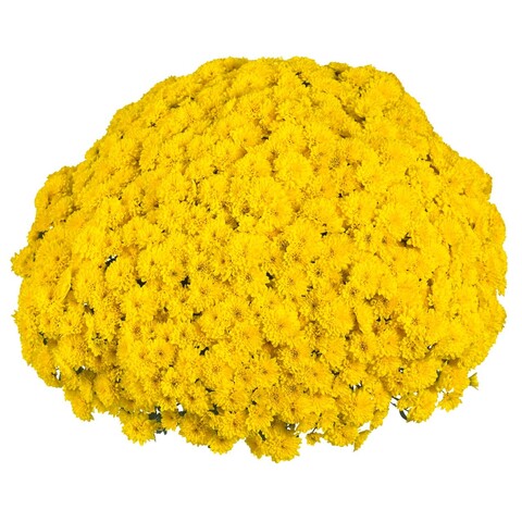 7019 Хризантема мультифлора PARTY YELLOW  (ВЕСНА 2025)