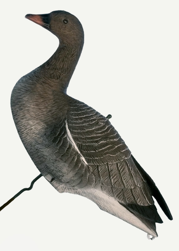 Чучела гуся спорт пласт lc 940. У гуся длинные лапы. Гусиные чучела. Гусиные чучела. Гусиные чучела.