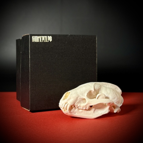 Череп барсука в подарочной коробке