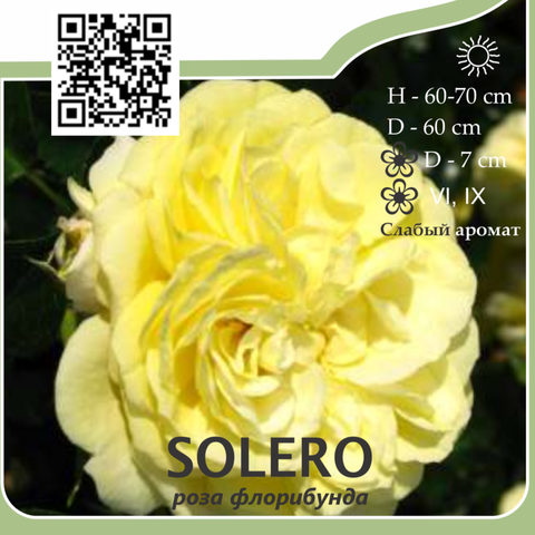 Роза флорибунда 