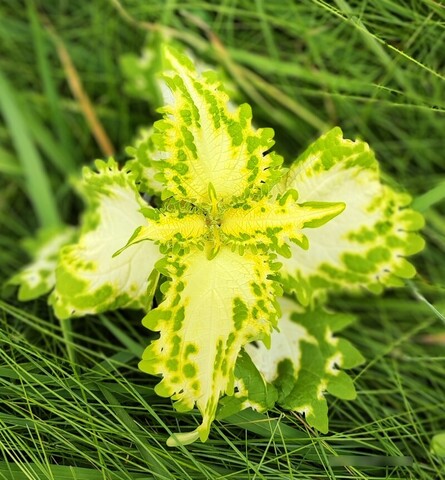 Nebbia ES колеус
