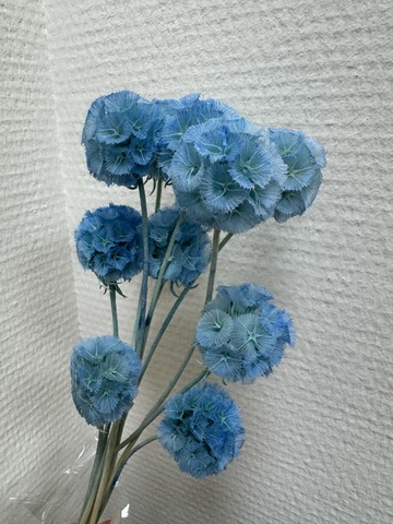 Скабиоза  стабилизированная Синяя ( 10 шт в упаковке)