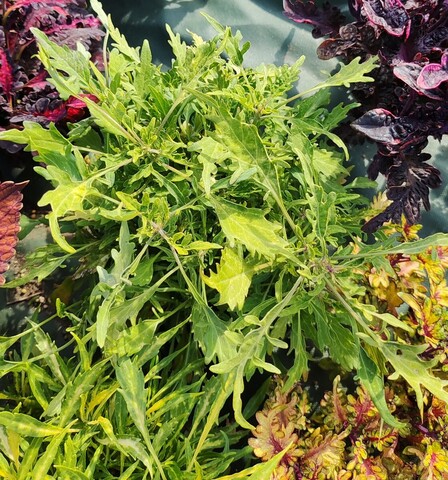 Gold Strike Тай колеус КСР