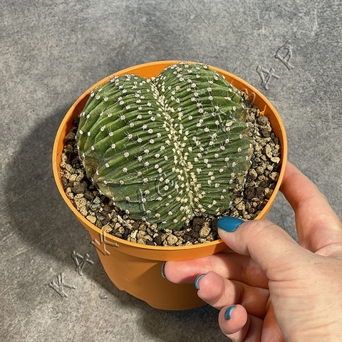 Эхинопсис Эрье Кристата d13