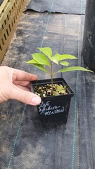 Teofrast Саженцы дуб буровато-желтый Quercus gilva