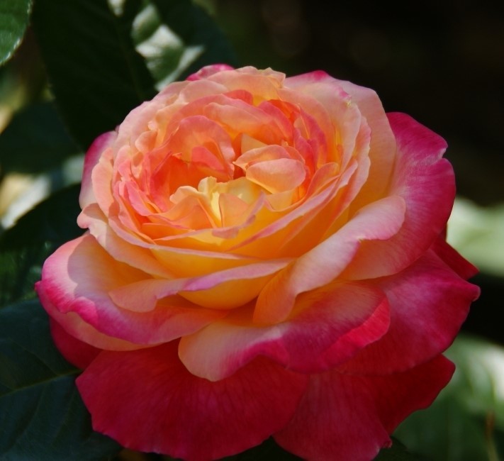 Роза чайно гибридная пульман ориент экспресс фото и описание