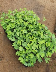 Teofrast Гинкго ginkgo