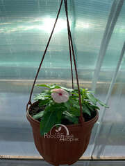 Катарантус нежно розовый с ярко-розовым центром в кашпо