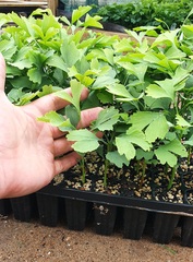 Teofrast Гинкго ginkgo